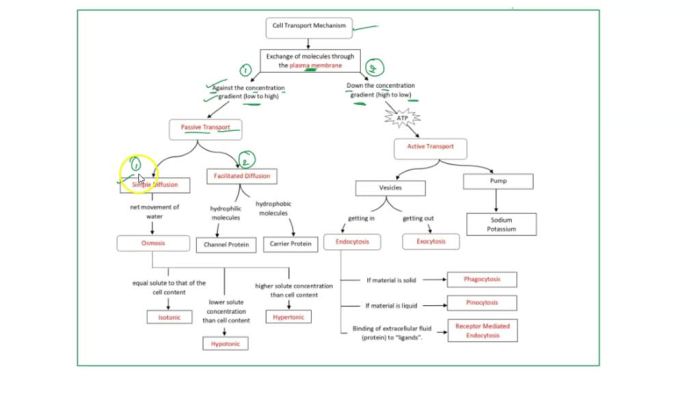 Concept map cell answer key cells solved makes form which