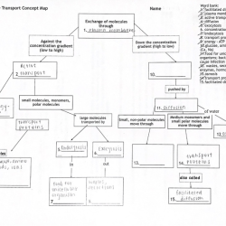 Cell transport concept map worksheet answers