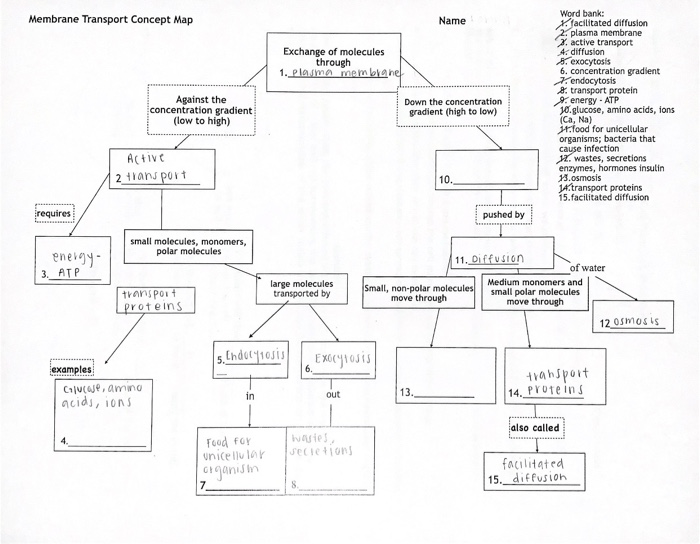 Cell transport concept map worksheet answers