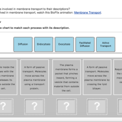 Bioflix activity membrane transport vocabulary review