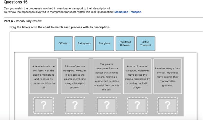 Bioflix activity membrane transport vocabulary review